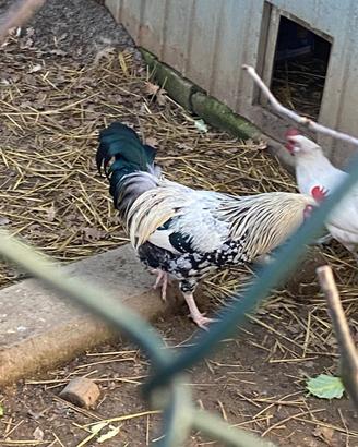 Gallo e gallina