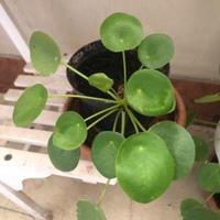 Pilea