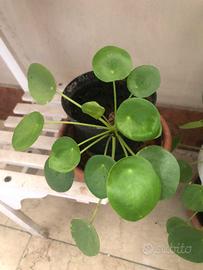 Pilea