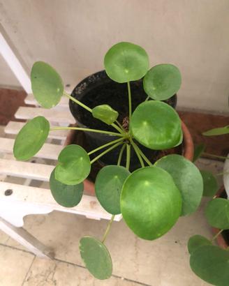 Pilea