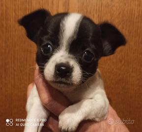 Vendita cuccioli di Chihuahua