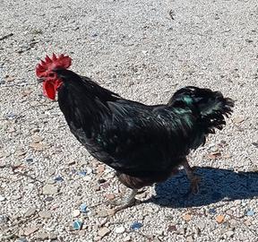 Gallo australorp