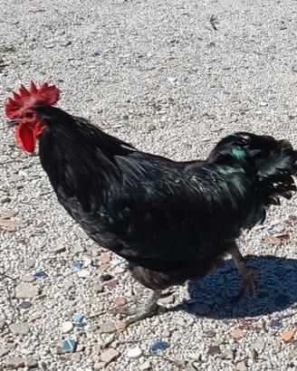 Gallo australorp