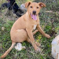 3 cucciole simil Labrador