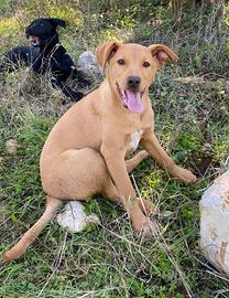 3 cucciole simil Labrador