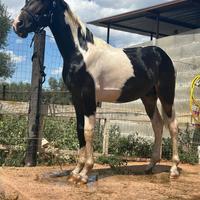 Cavallo Puledro Barocco Pinto 18 Mesi