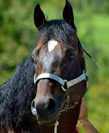 Quarter horse