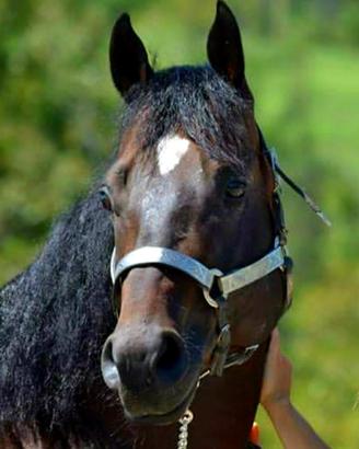 Quarter horse