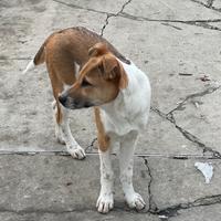 Regalasi cucciole taglia media