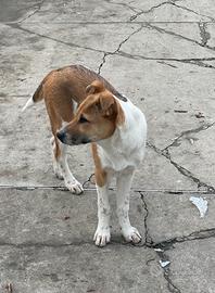 Regalasi cucciole taglia media