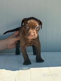 American pitbull terrier UKC