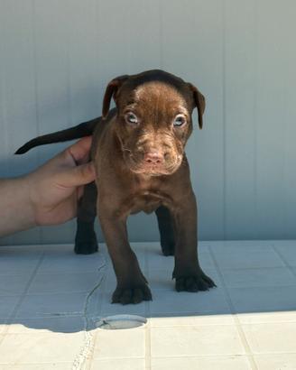 American pitbull terrier UKC