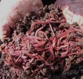 200 Lombrichi Rossi per Compostaggio, pesca.