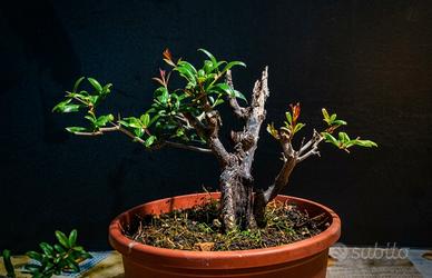 pre-bonsai Melograno 