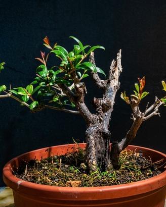 pre-bonsai Melograno 