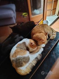 British shorthair femmina tricolore con pedigree