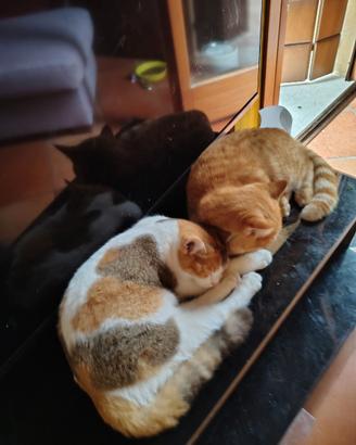 British shorthair femmina tricolore con pedigree