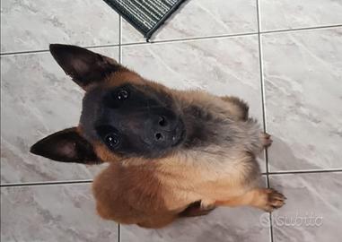 Pastore Belga Malinois con pedigree
