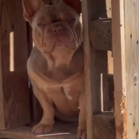 Bulldog francese