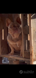 Bulldog francese