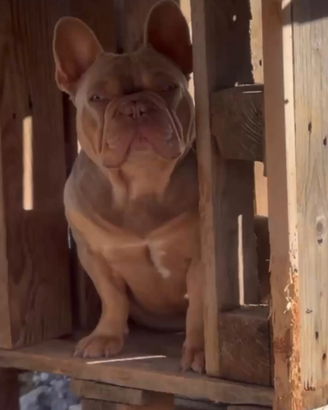 Bulldog francese