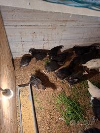 pulcinotti marans e australorp