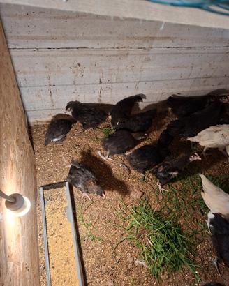 pulcinotti marans e australorp