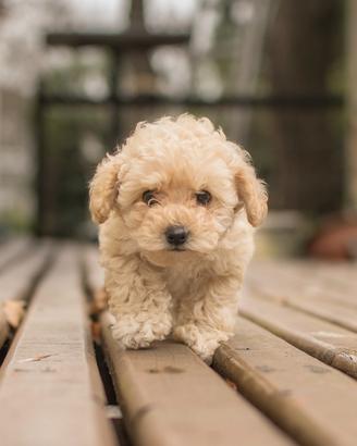 Maltipoo Jas disponibile