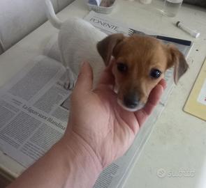 Jack Russell terrier cucciola