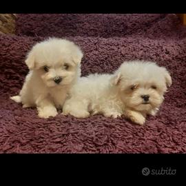 Maschietto mini toy maltese