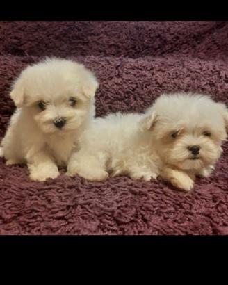 Maschietto mini toy maltese