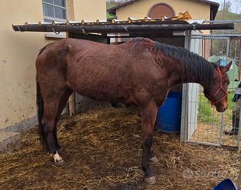 Trotter femmina 7 anni