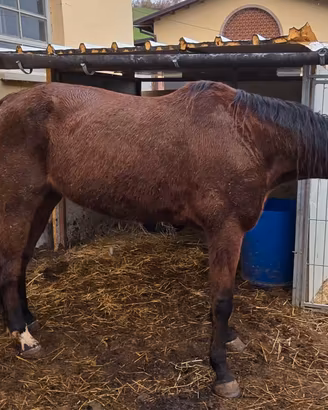 Trotter femmina 7 anni