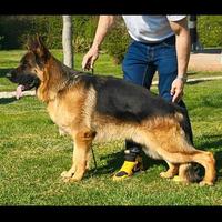 CUCCIOLI pastore tedesco