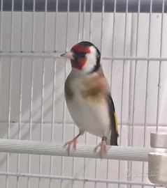 Cardellino