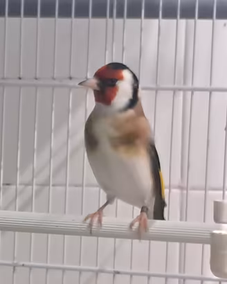 Cardellino