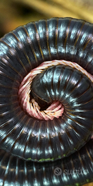 Millepiedi dalle zampe rosa