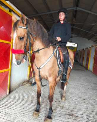 Quarter horse