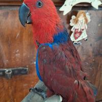 Ecletto femmina 10 mesi allevata a mano