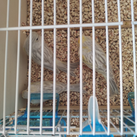 Canarini Agata opale giallo e topazio