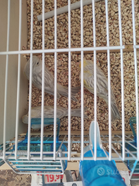 Canarini Agata opale giallo e topazio