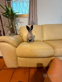 Chihuahua sterilizzata