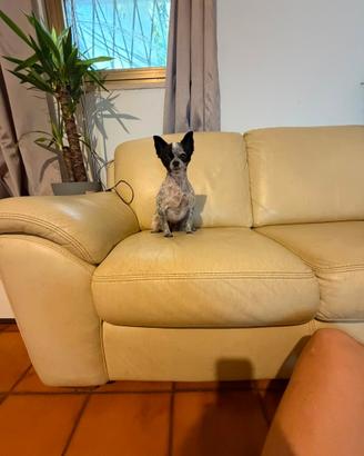 Chihuahua sterilizzata