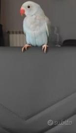 Parrocchetto dal collare