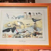 Uccelli della spiaggia