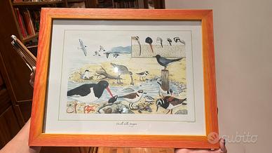 Uccelli della spiaggia