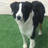 Border collieXaustralian maschio per monta