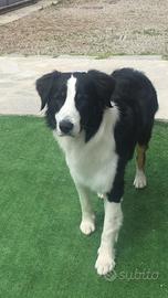 Border collieXaustralian maschio per monta