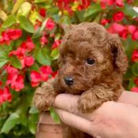 Cuccioli barboncino toy allevamento certificato