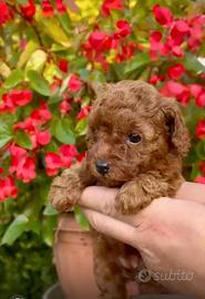 Cuccioli barboncino toy allevamento certificato